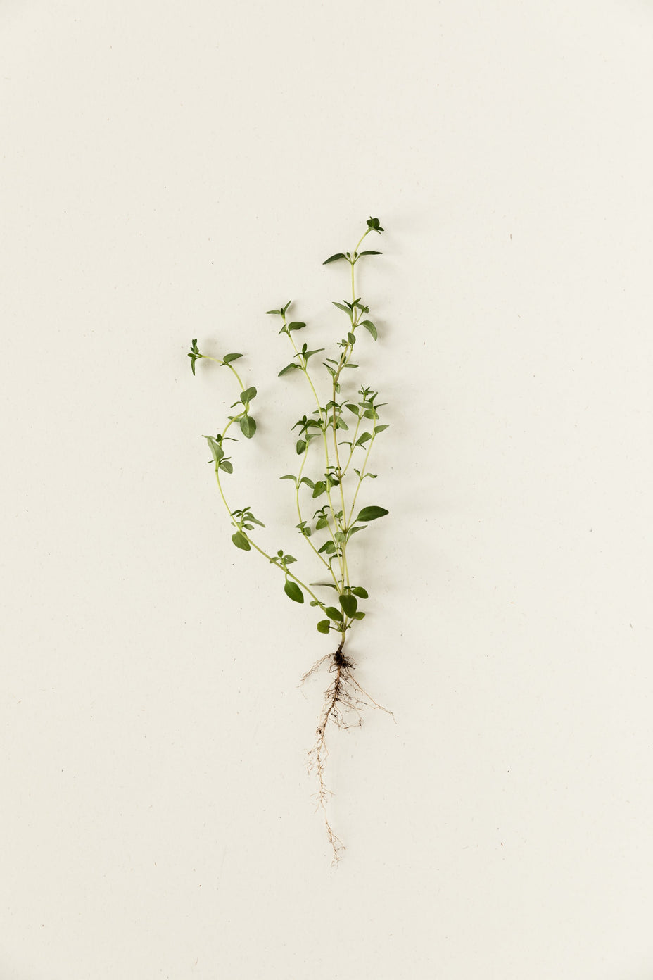 Bien-être grâce à des substances à base de plantes