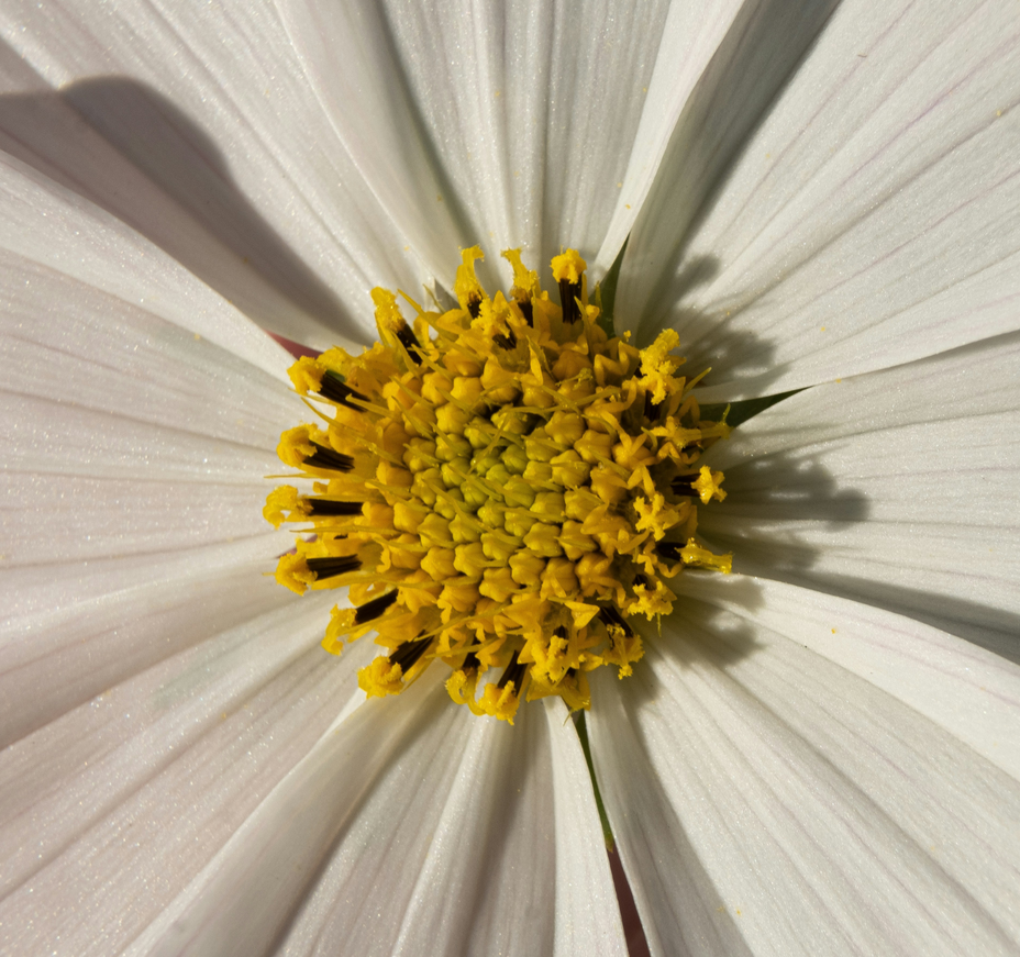 Intolérance à l’histamine : Causes, symptômes et moyens de les soulager